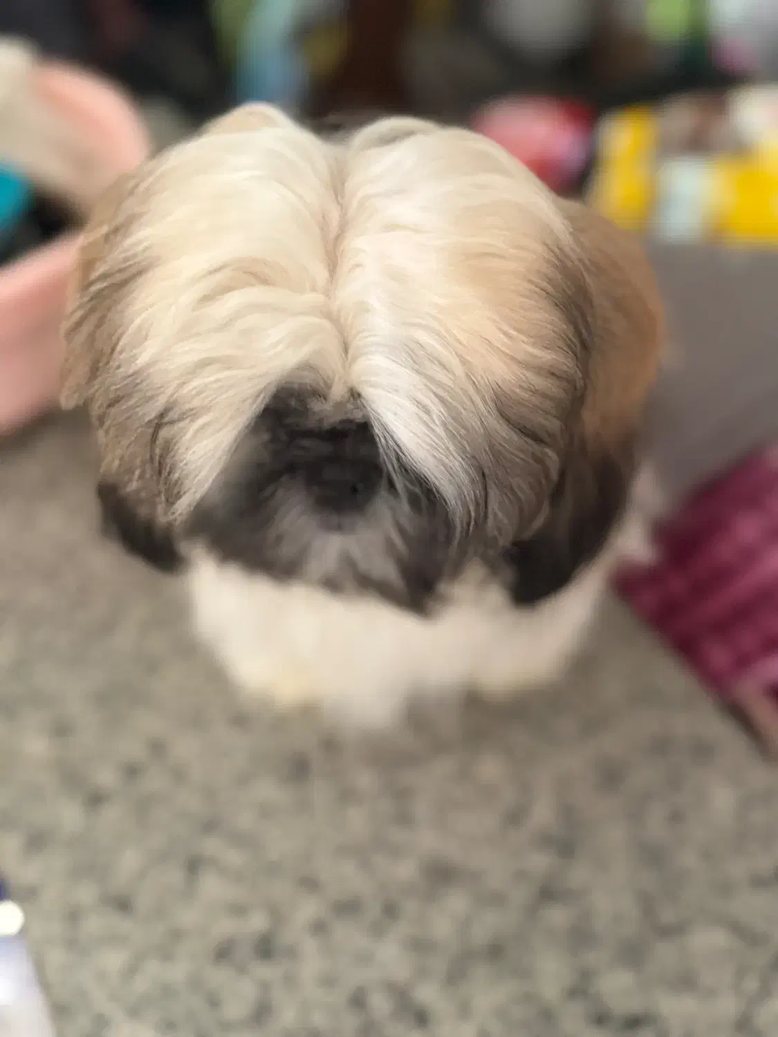 شیتزو سوپر فلت|سگ|ری, شهید غیوری (ابن باویه)|دیوار