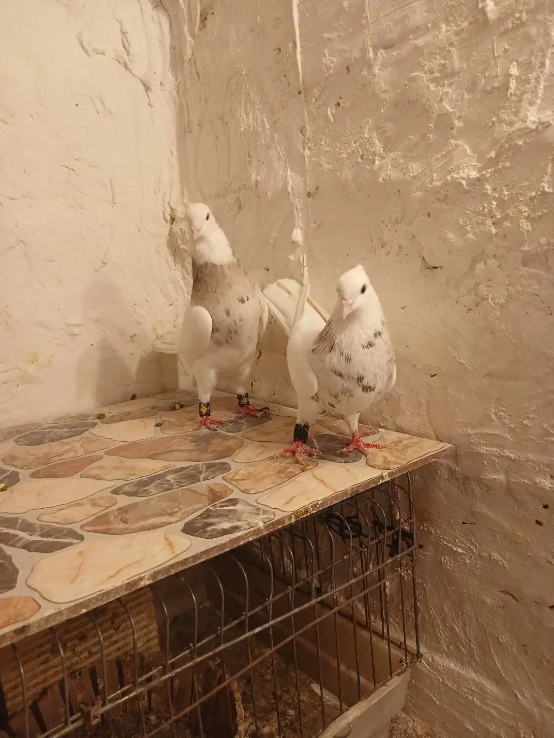 طوقی|پرنده|دره شهر, |دیوار