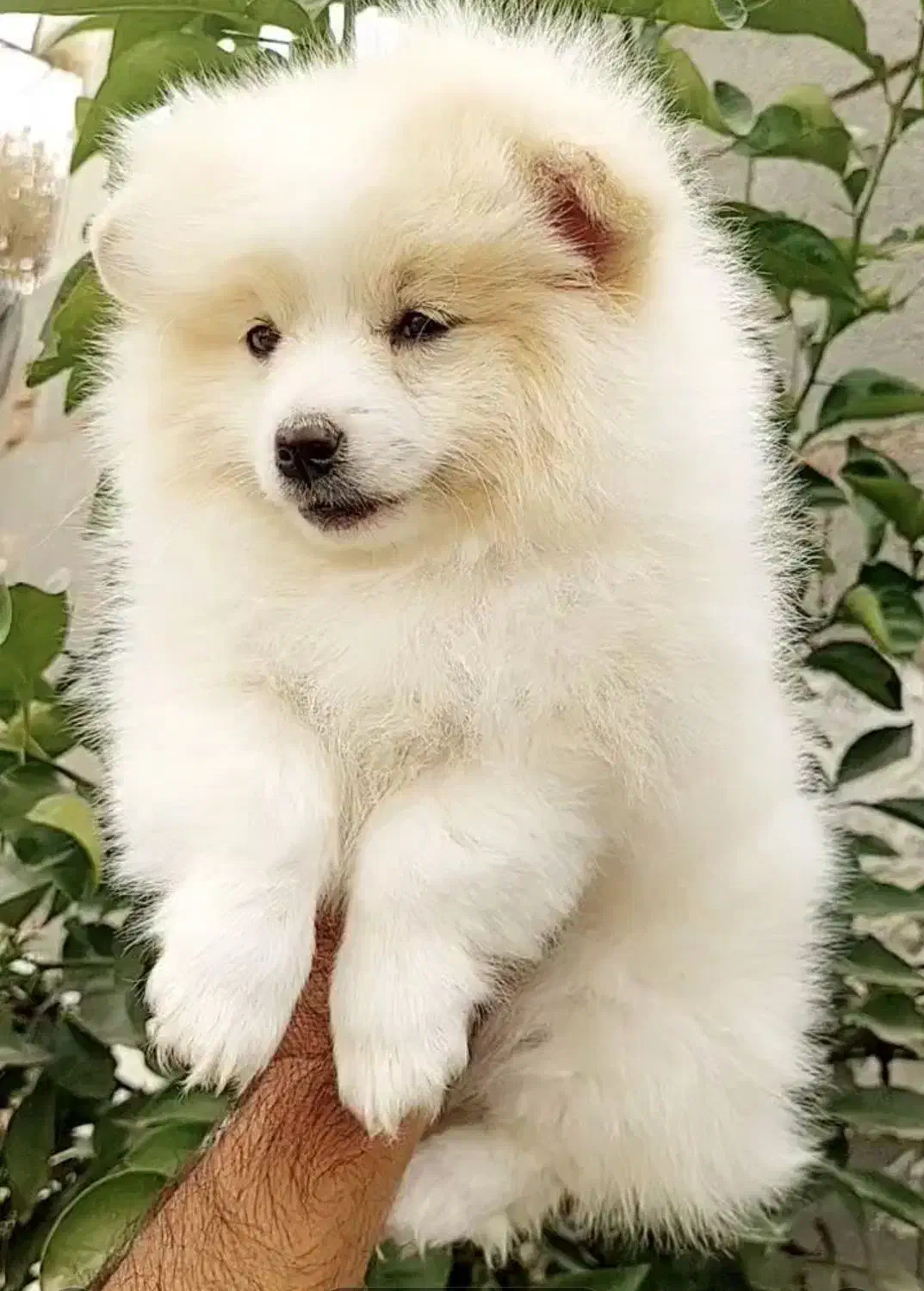 توله سگ پامر|سگ|شیراز, دکتر حسابی|دیوار