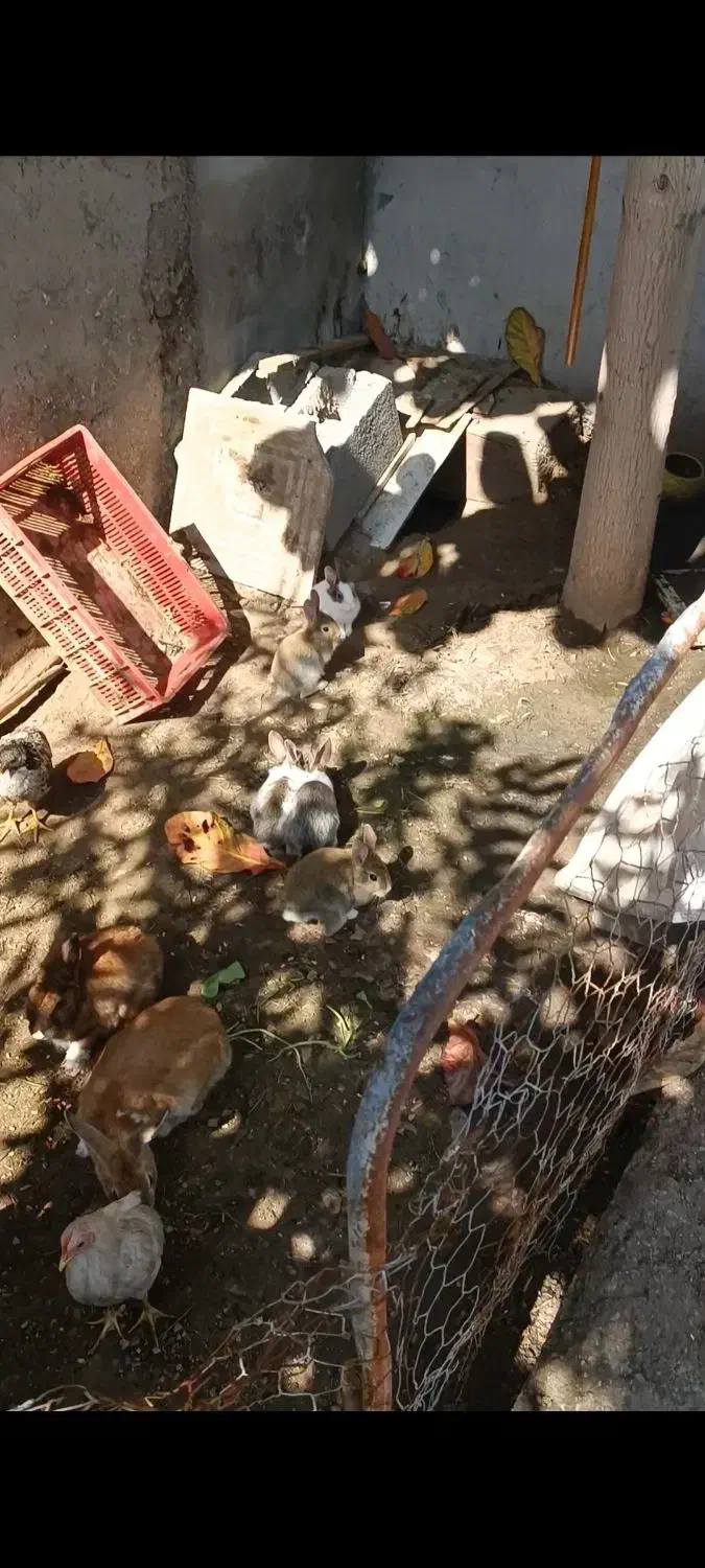 خرگوش مولد|موش و خرگوش|بندرعباس, |دیوار