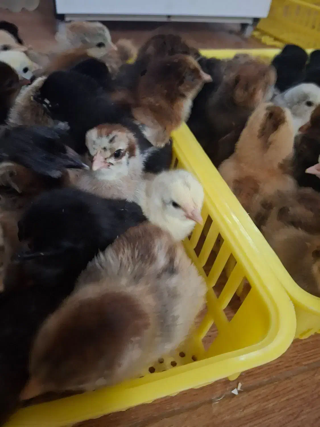 جوجه مرغ|حیوانات مزرعه|گوراب زرمیخ, |دیوار