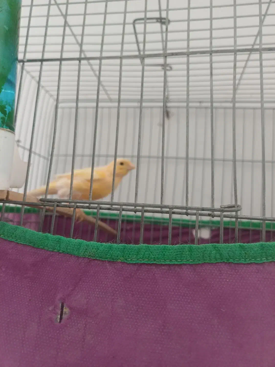 قناری نر|پرنده|بروجرد, |دیوار