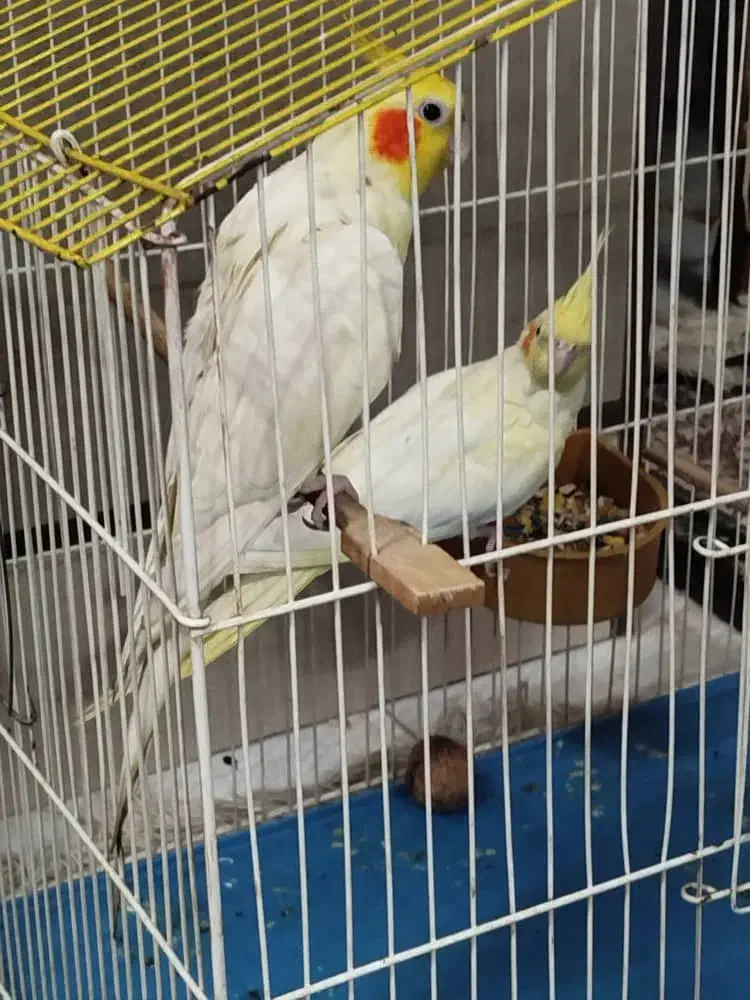 عروس هلندی زعفرانی|پرنده|فردیس, شهرک وحدت|دیوار