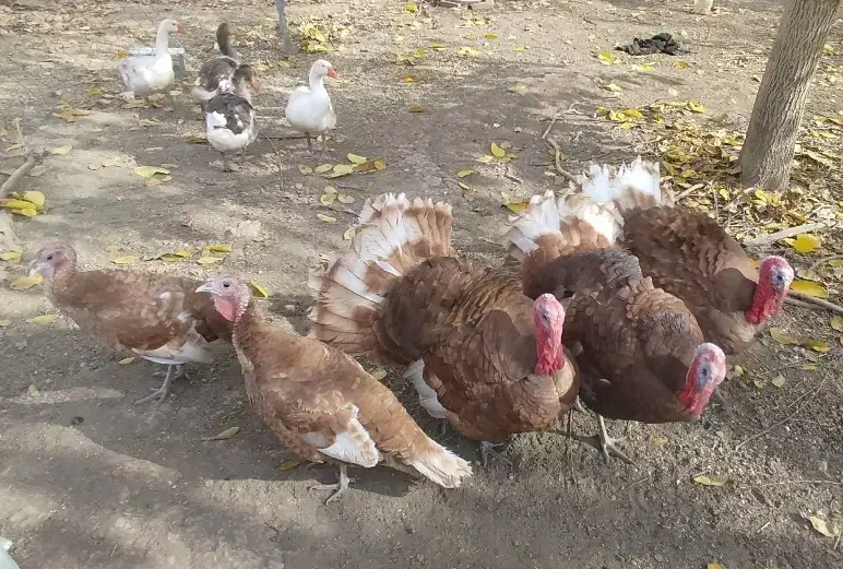 فروش ۵ عدد بوقلمون محلی فقط از گیاه تغذیه کردن|حیوانات مزرعه|لاجان, |دیوار