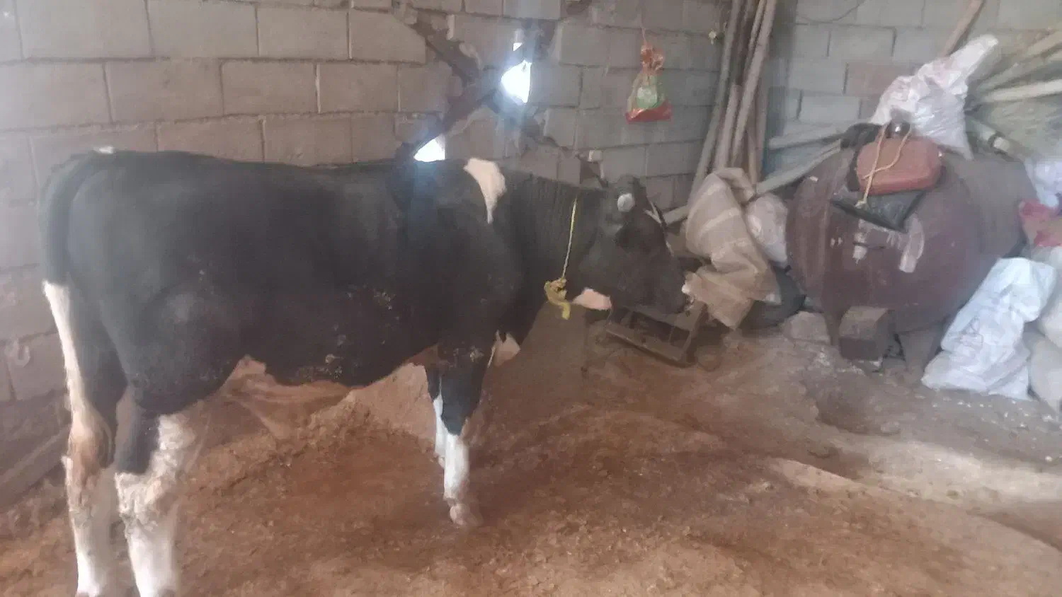 گوساله گوشتی|حیوانات مزرعه|نورآباد, |دیوار