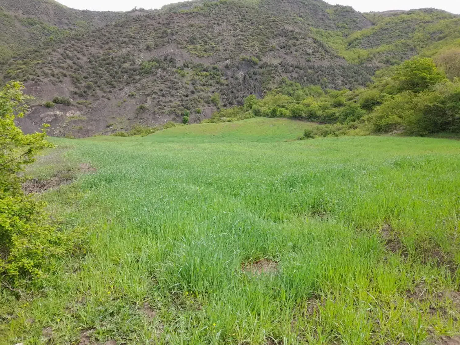 ۲ هکتار زمین کشاورزی روستای رضی رامیان|فروش دفتر صنعتی، کشاورزی، تجاری|رامیان, |دیوار