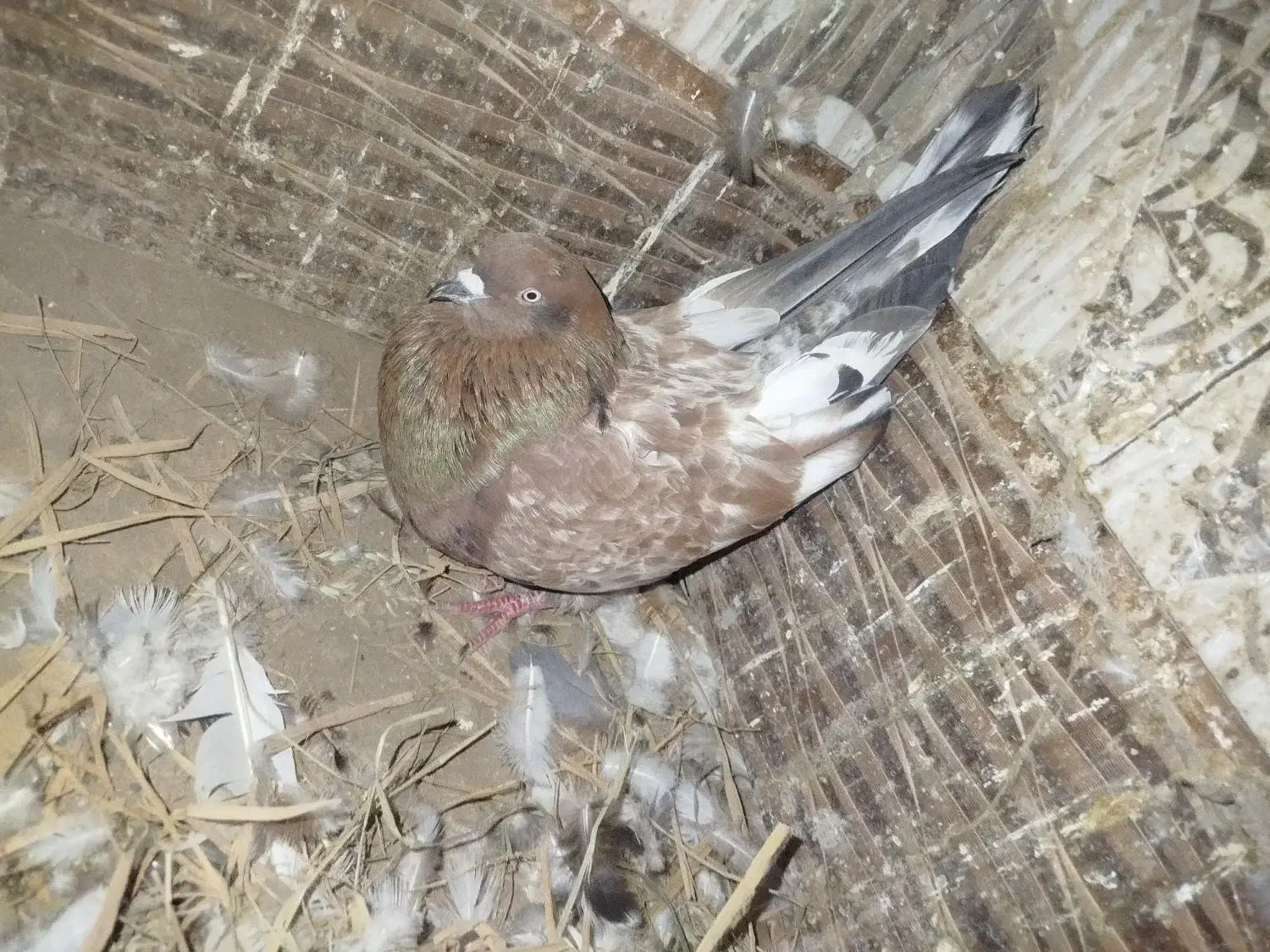 کبوتر کله ای تاپ|پرنده|کرخه, |دیوار