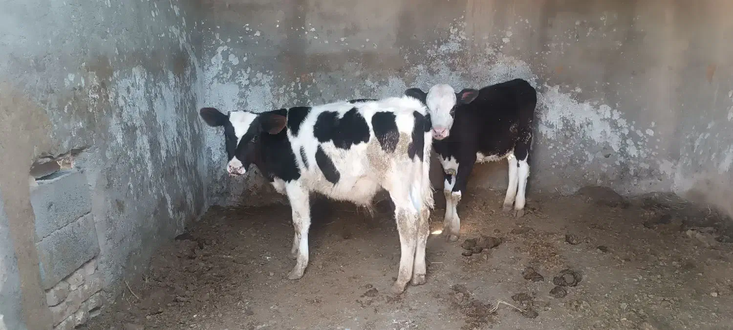 گوساله نر|حیوانات مزرعه|زیرکوه, |دیوار