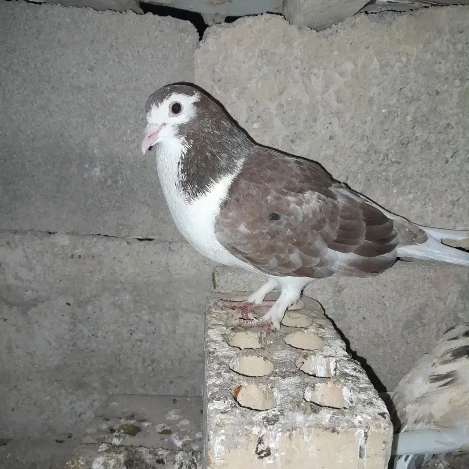 کفترها خوبن|حراج|آق قلا, |دیوار