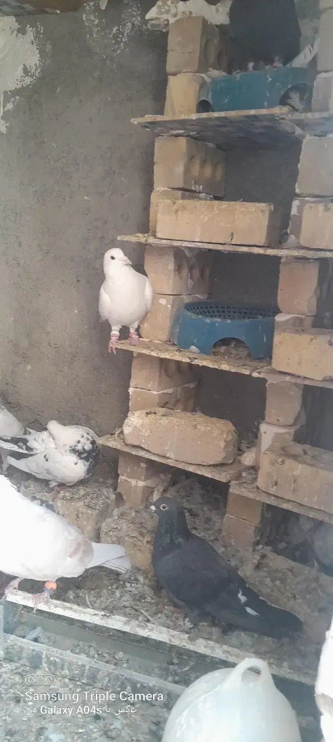 کفتر|پرنده|گلبهار, شهر جدید گلبهار|دیوار