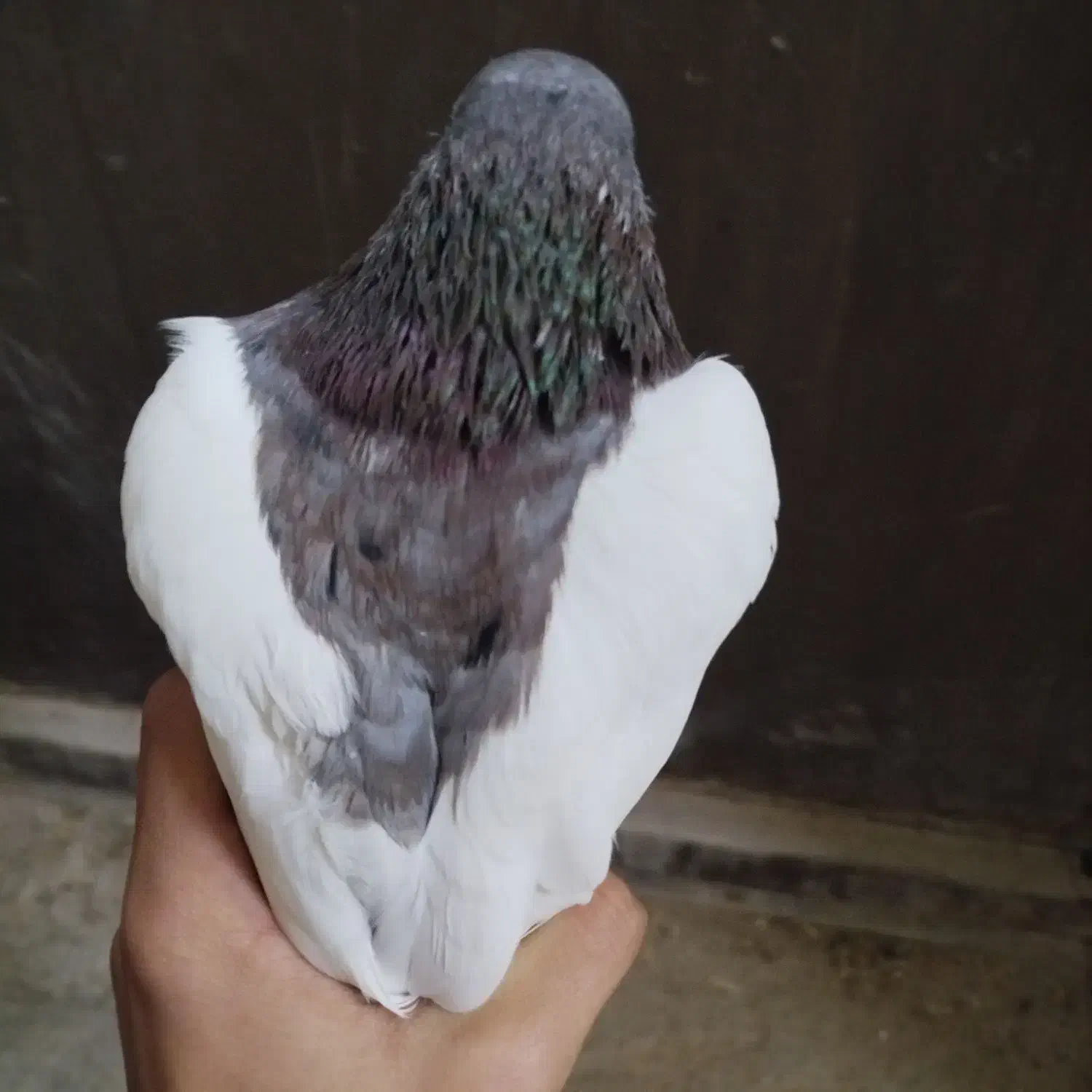 یک کبوتر خال|پرنده|شیروان (خراسان), |دیوار