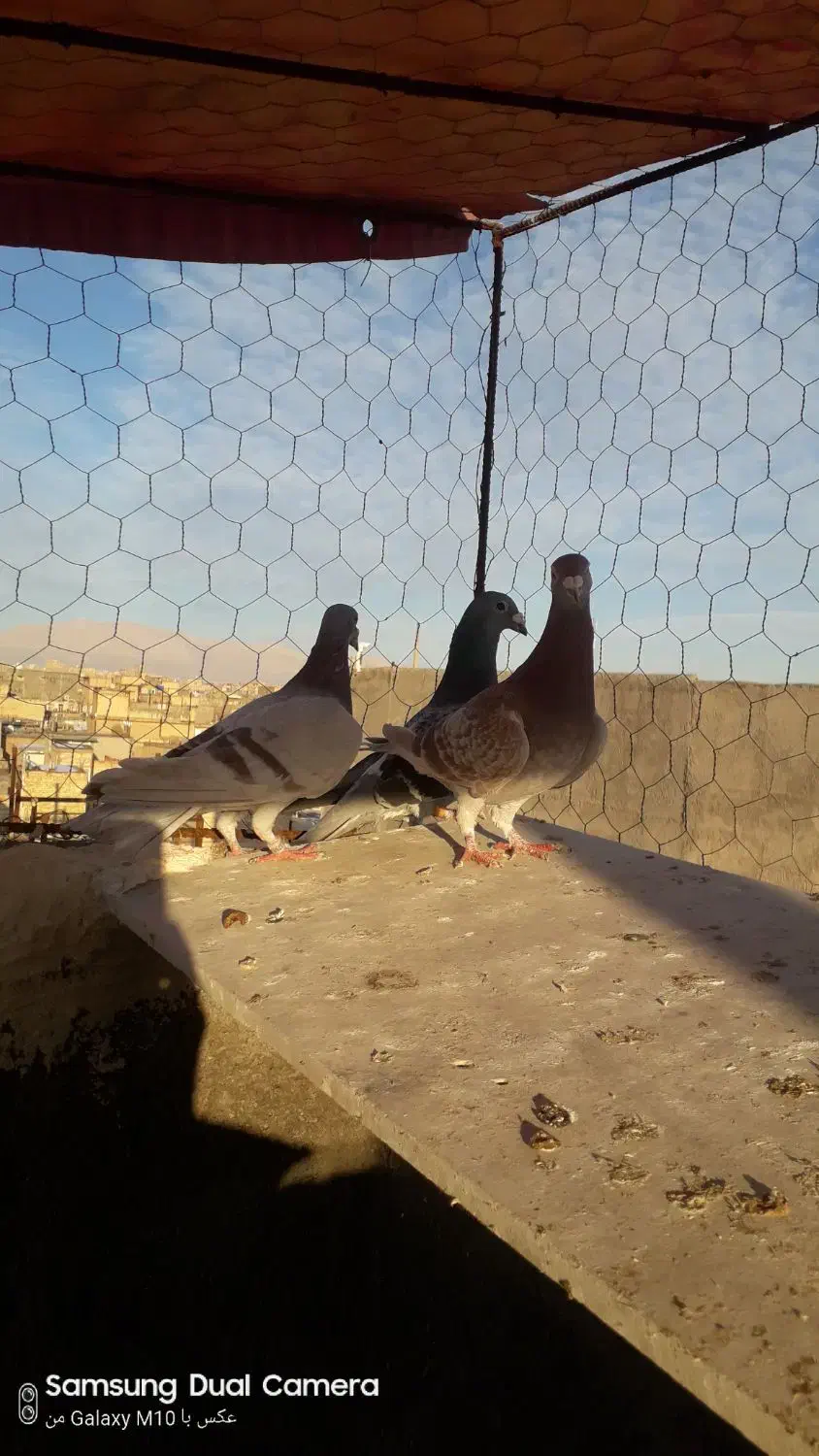 کفتر|پرنده|مشهد, همت آباد|دیوار