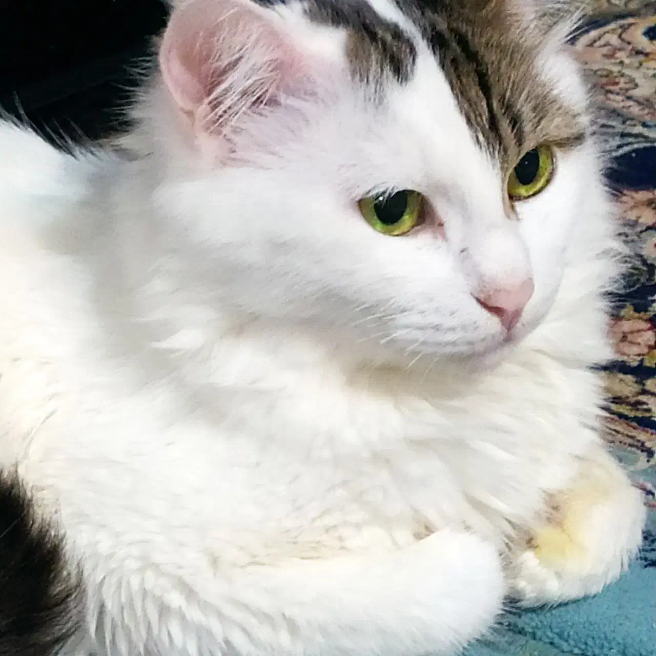 گربه گمشده|حیوانات|بجنورد, |دیوار