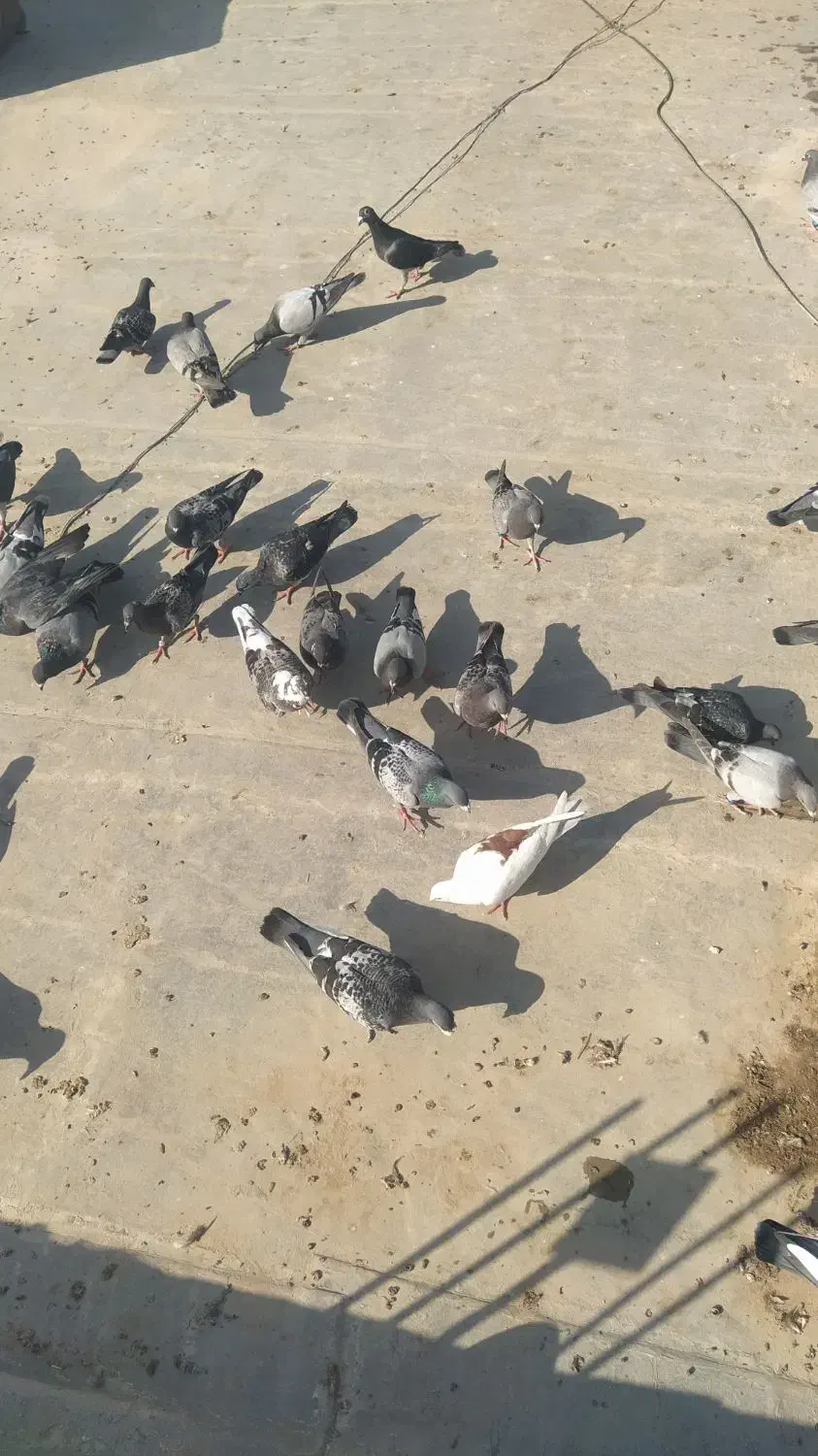 کبوتر پلاکی . مسافتی|پرنده|دلوار, |دیوار