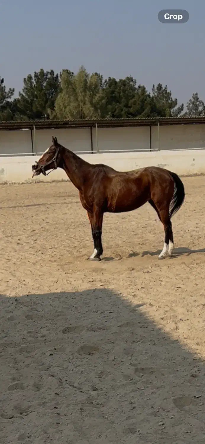 مادیان دوخون|اسب و تجهیزات اسبسواری|برخوار, |دیوار