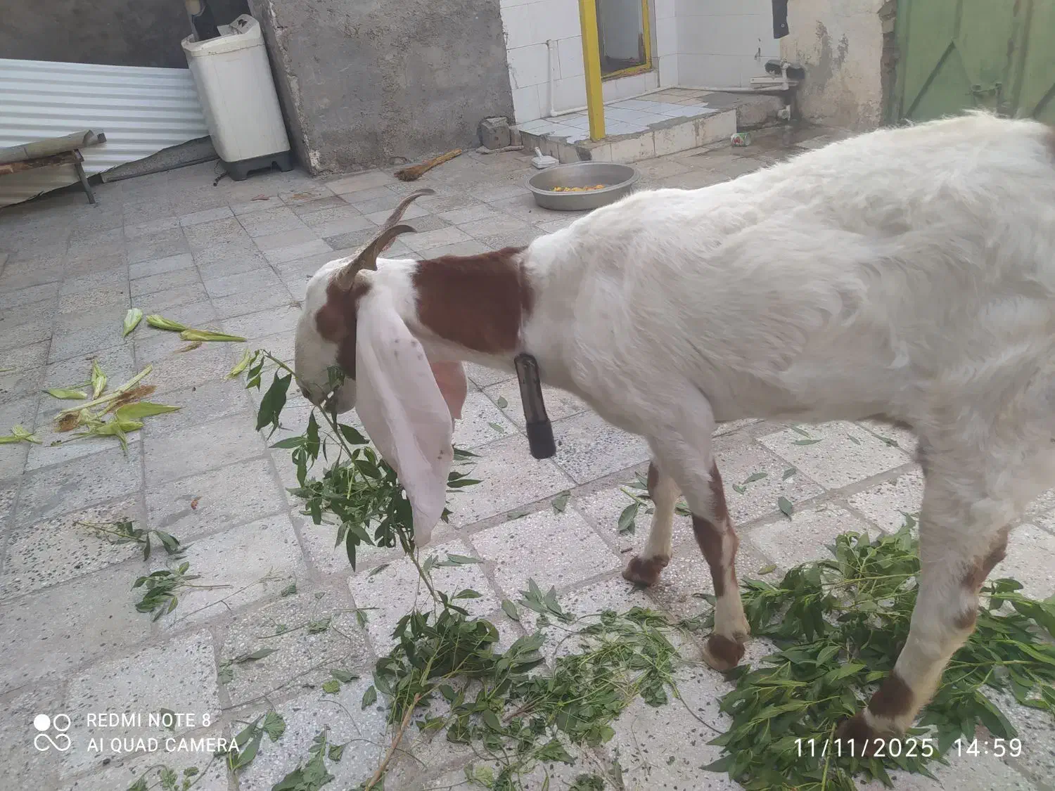 ۱۲۳۴ل۶|حیوانات مزرعه|اندیمشک, |دیوار