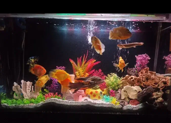 آکواریوم شیشه خم|ماهی|ری, دیلمان|دیوار