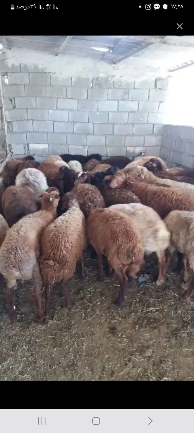 فروش گوسفند ماده و نر|حیوانات مزرعه|هوراند, |دیوار