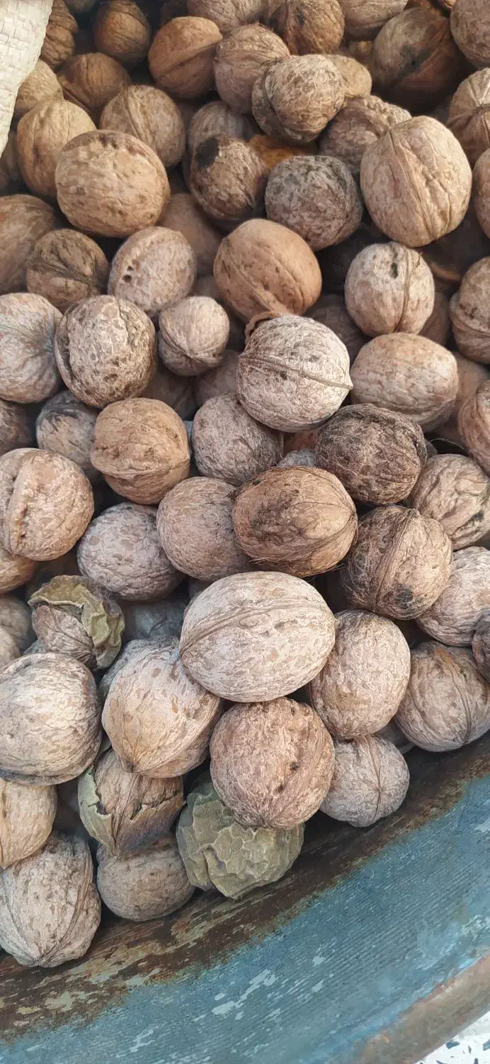 گردو بادام|حراج|لردگان, |دیوار