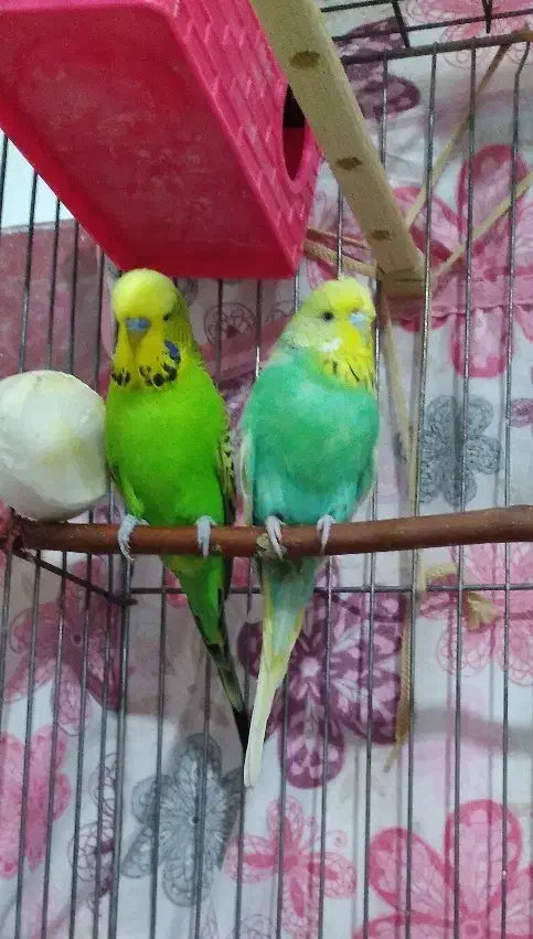 مرغ عشق انگلیسی گرید A|پرنده|الوند, |دیوار