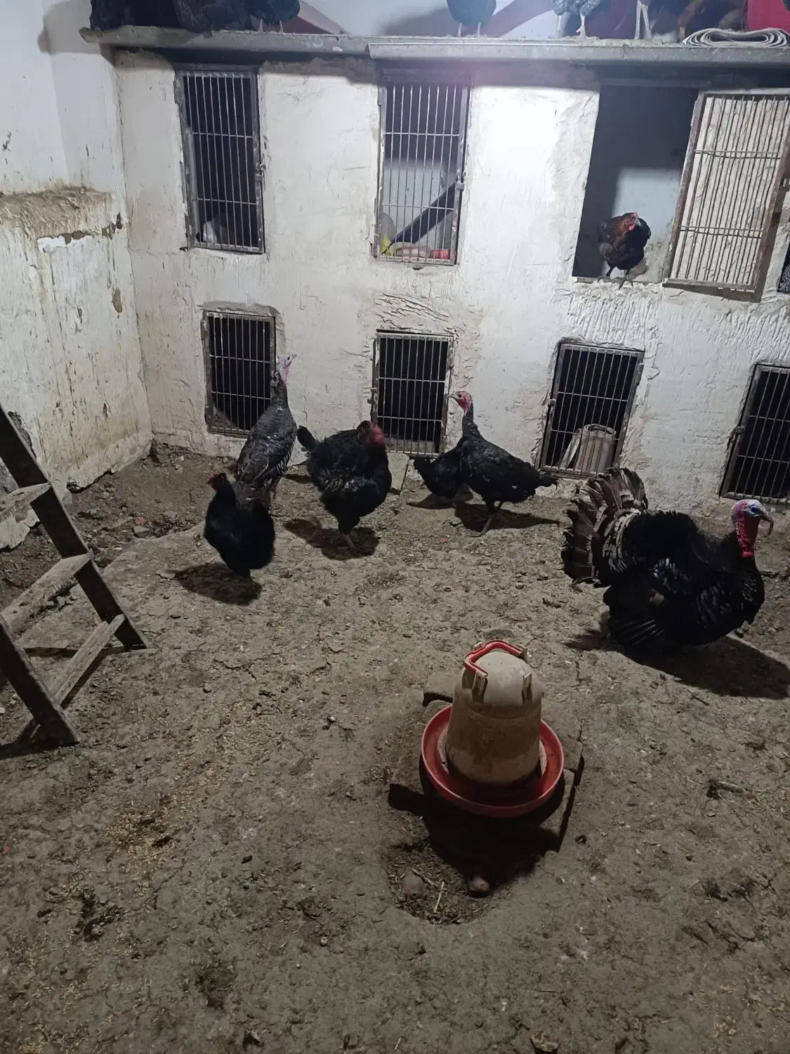 بوقلمون|حیوانات مزرعه|نوشین شهر, |دیوار