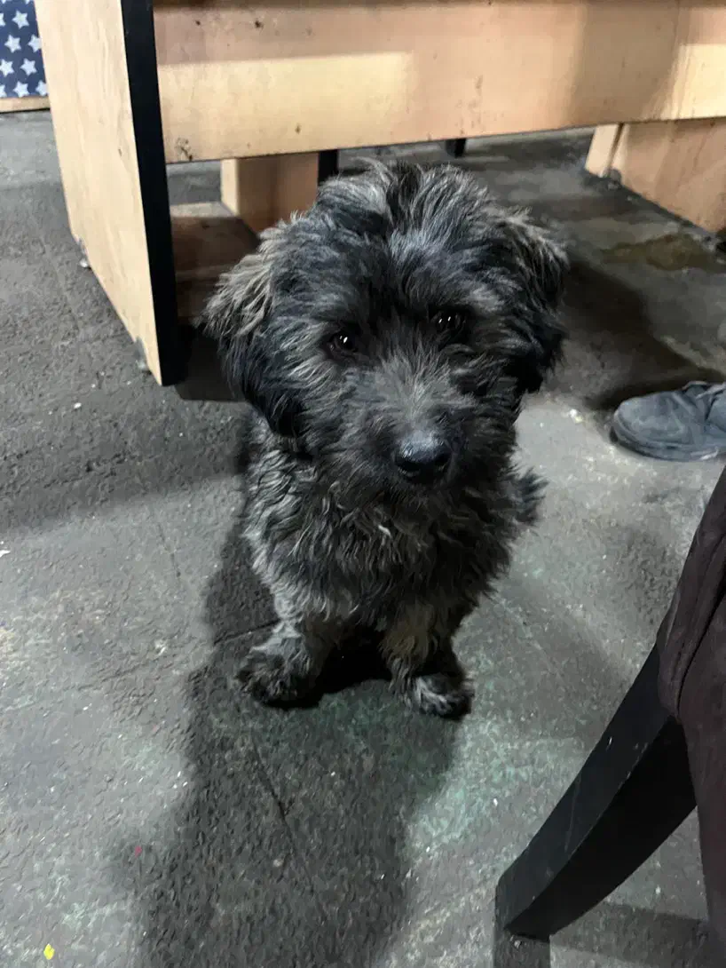 واگذاری سگ|سگ|شهریار, اسدآباد|دیوار