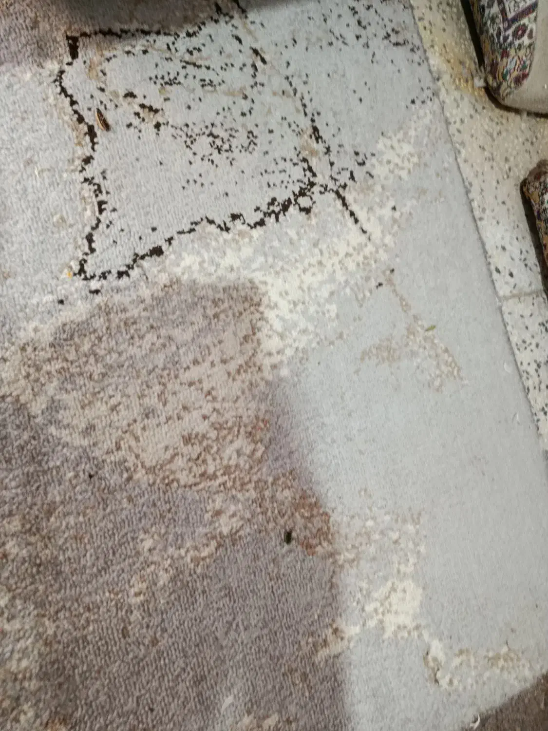 فرش متری|فرش|باوی, |دیوار