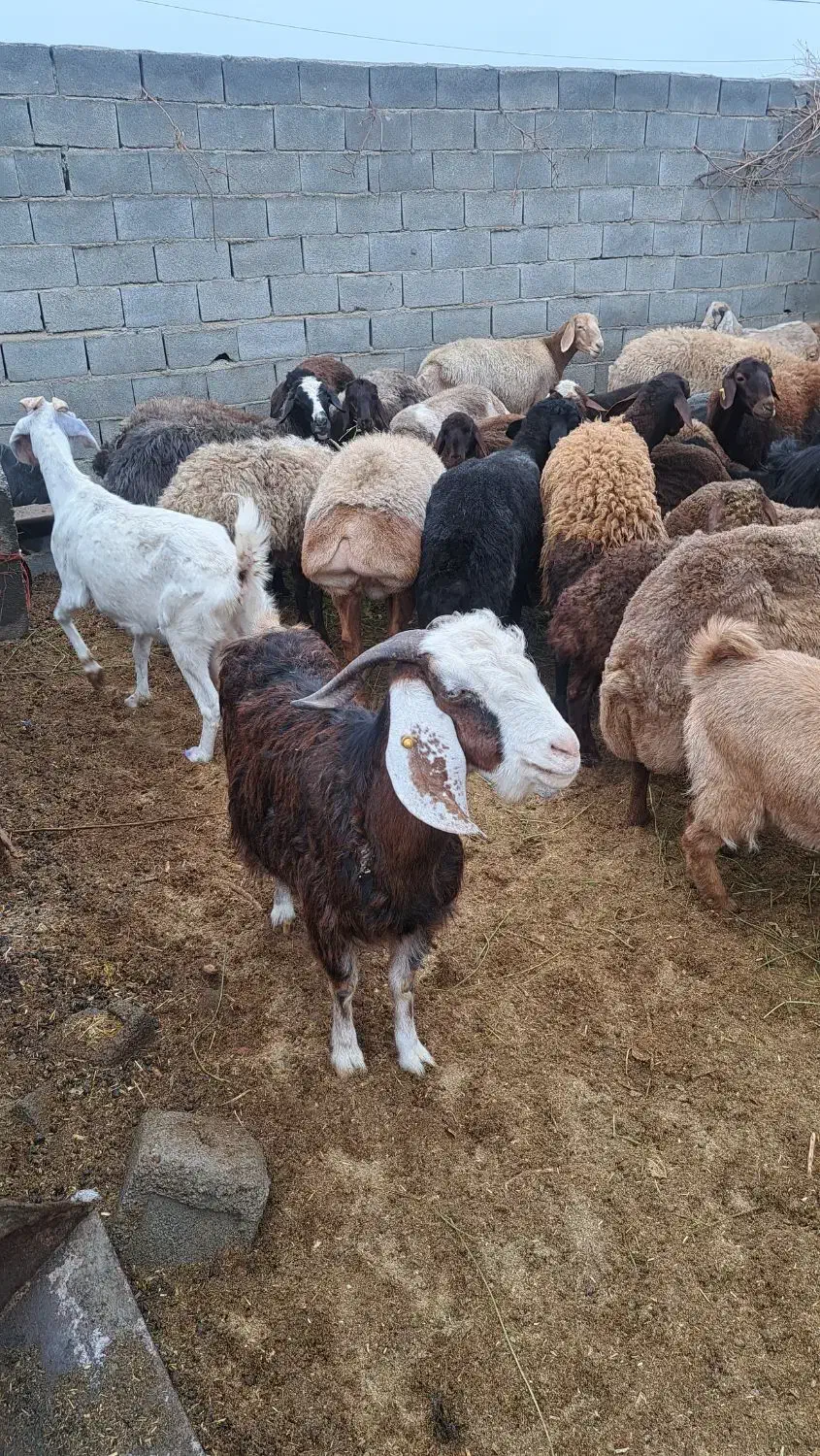 میش وبره بز|حیوانات مزرعه|مهریز, |دیوار