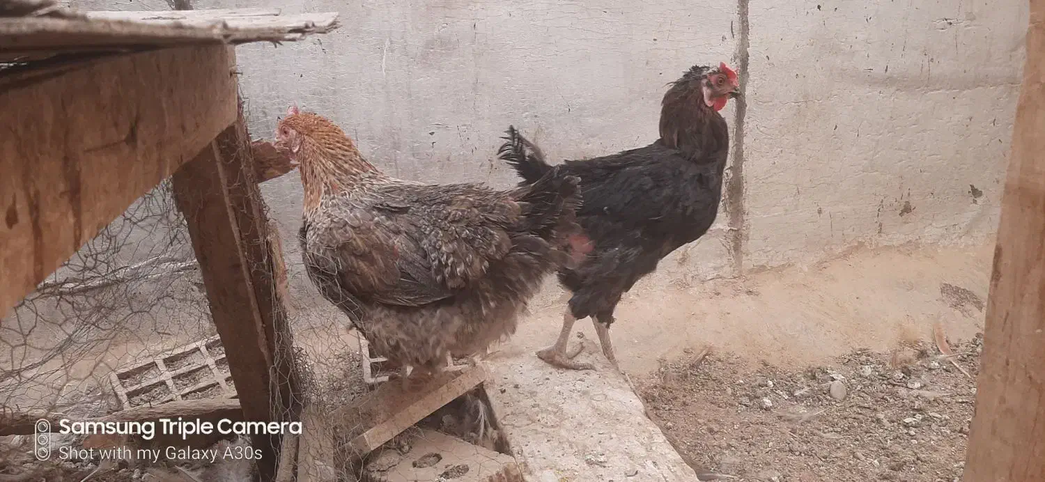 مرغ وخروس|حیوانات مزرعه|شیراز, احمدی جنوبی|دیوار