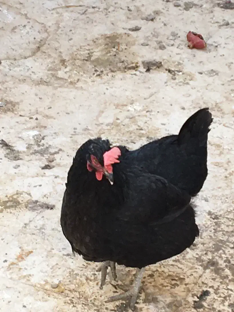 مرغ سیاه|حیوانات مزرعه|اهواز, شهرک نفت|دیوار