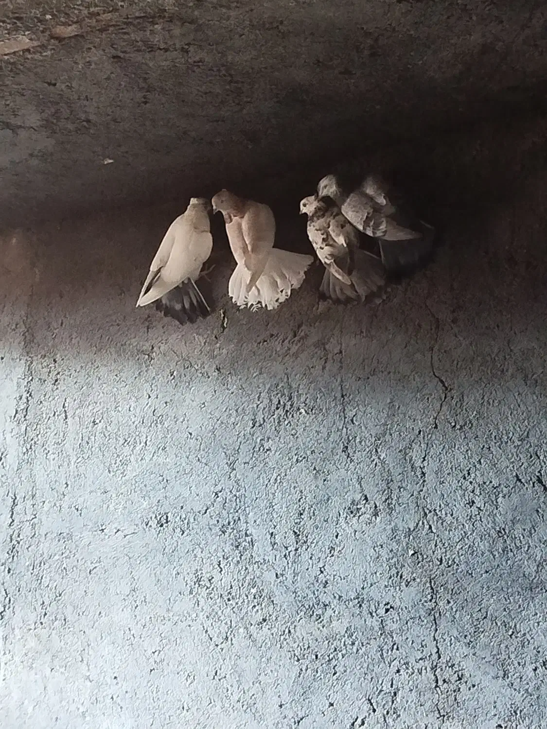 18تا کبوتر پرشی|پرنده|بوئین زهرا, |دیوار