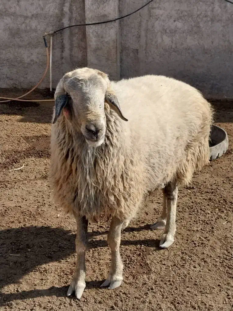 قوچ کبود ۳ ساله فروشی(قوچ بز میش بره)|حیوانات مزرعه|جوادآباد, |دیوار