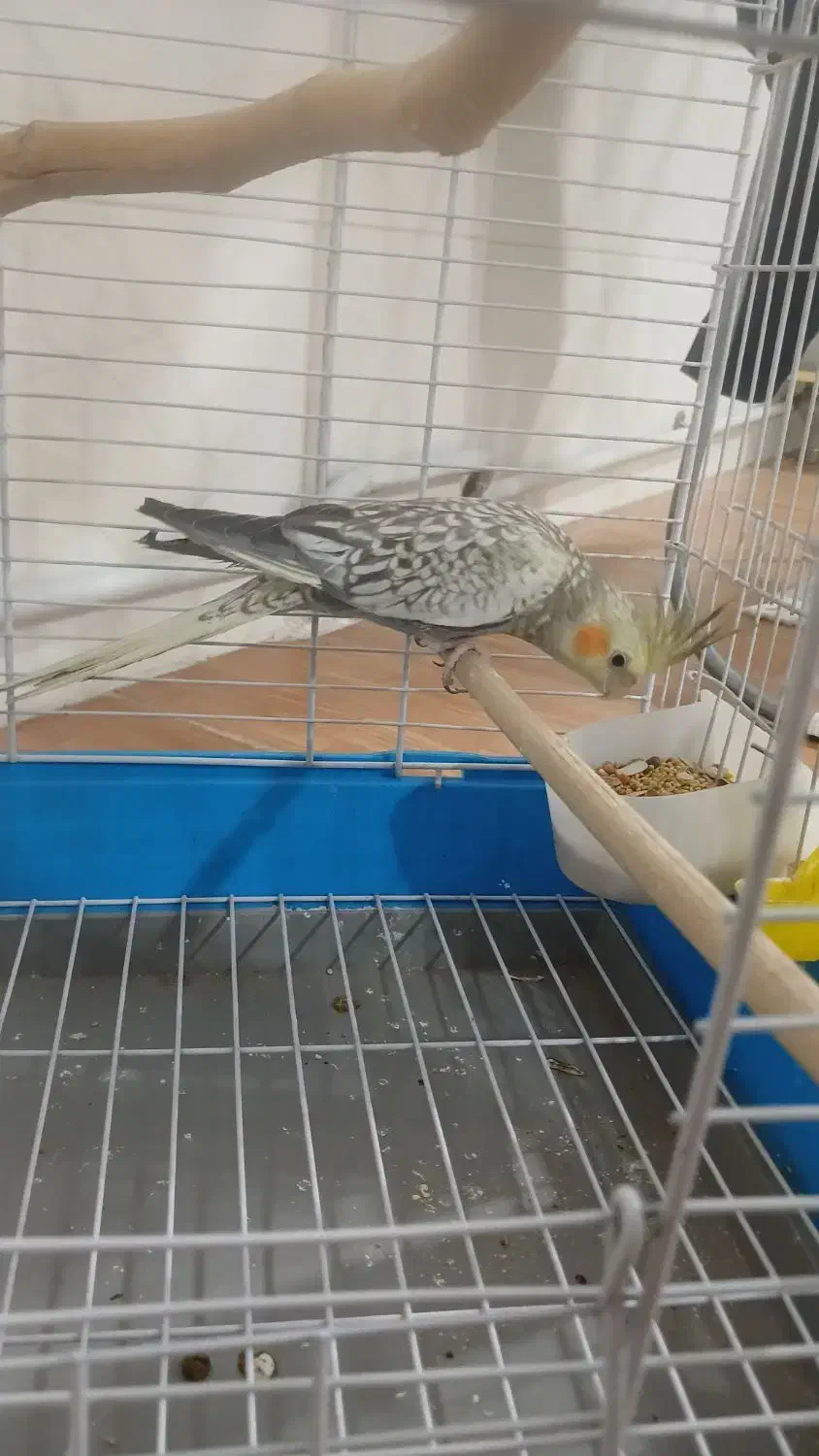 عروس هلندی|پرنده|قدس, شهر‌قدس|دیوار