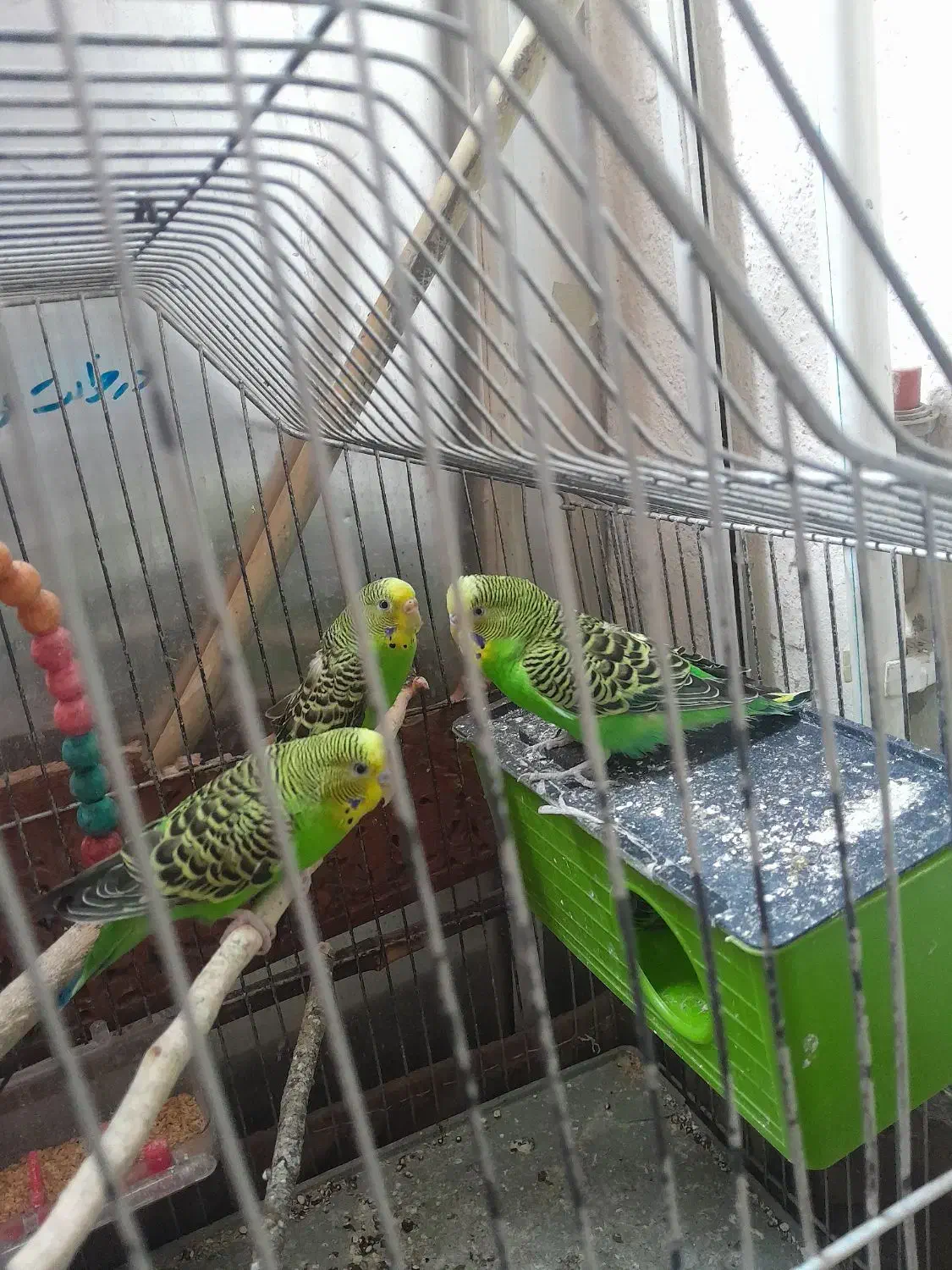 مرغ عشق نرو ماده|پرنده|پردیس, فاز ۱|دیوار