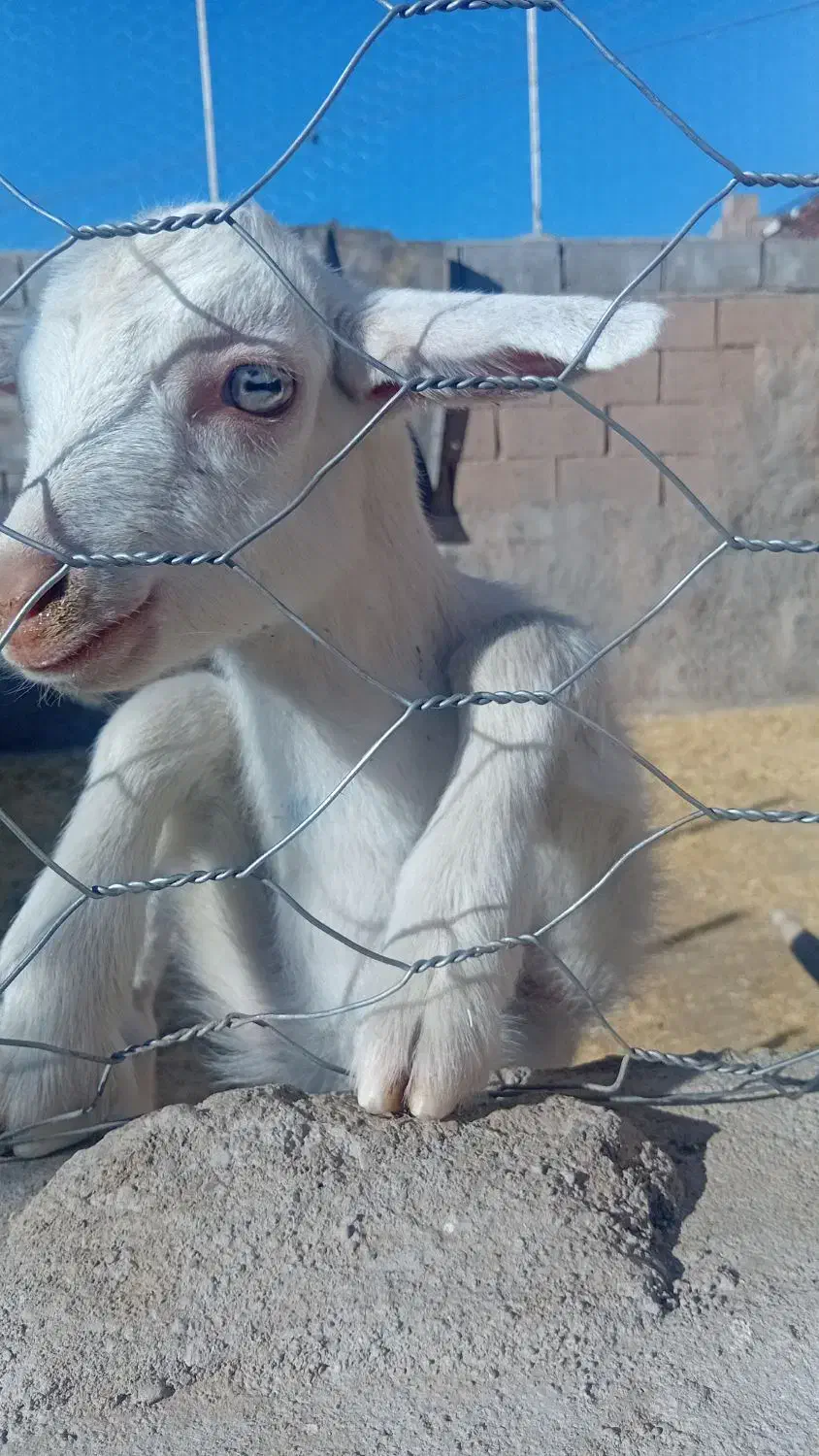 بزغاله نرسانن اصل|حیوانات مزرعه|خواف, |دیوار