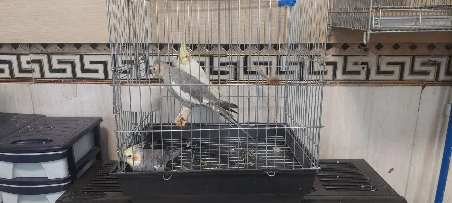 عروس هلندی|پرنده|ری, اقدسیه|دیوار