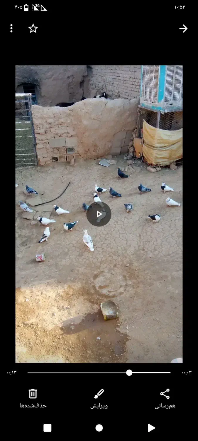 کفتر معامله با آلمانی آگهی بخونید|پرنده|پائین جام, |دیوار