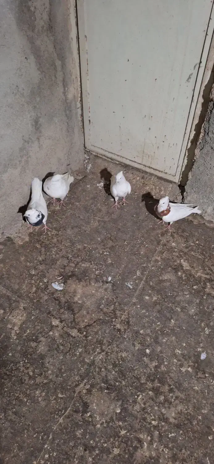 کفتر|پرنده|بهارستان, |دیوار