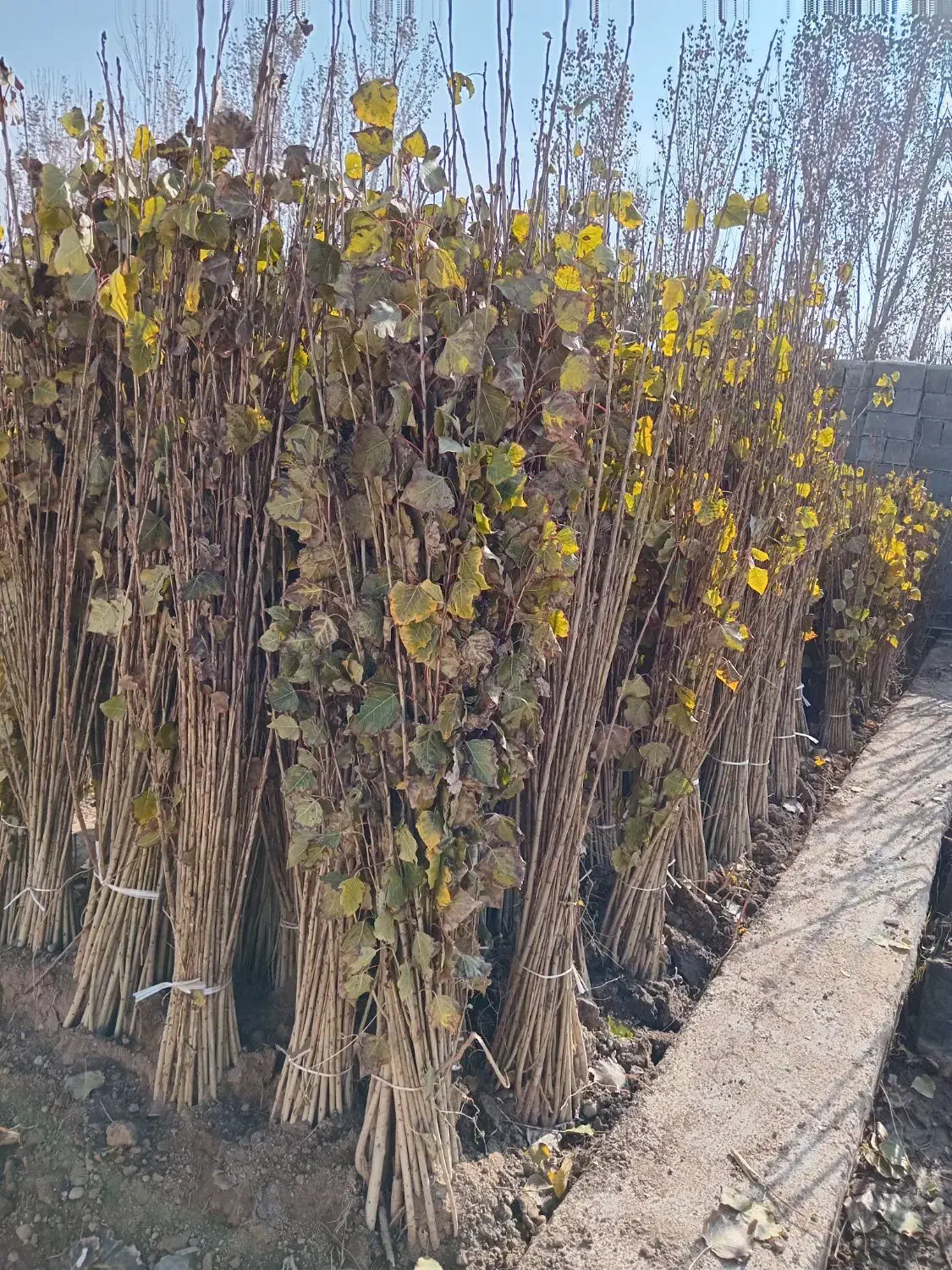 صنوبر برای بادشکن و جنگلکاری کیفیت تضمینی|خدمات باغبانی و درختکاری|رشت, شهرک قدس|دیوار