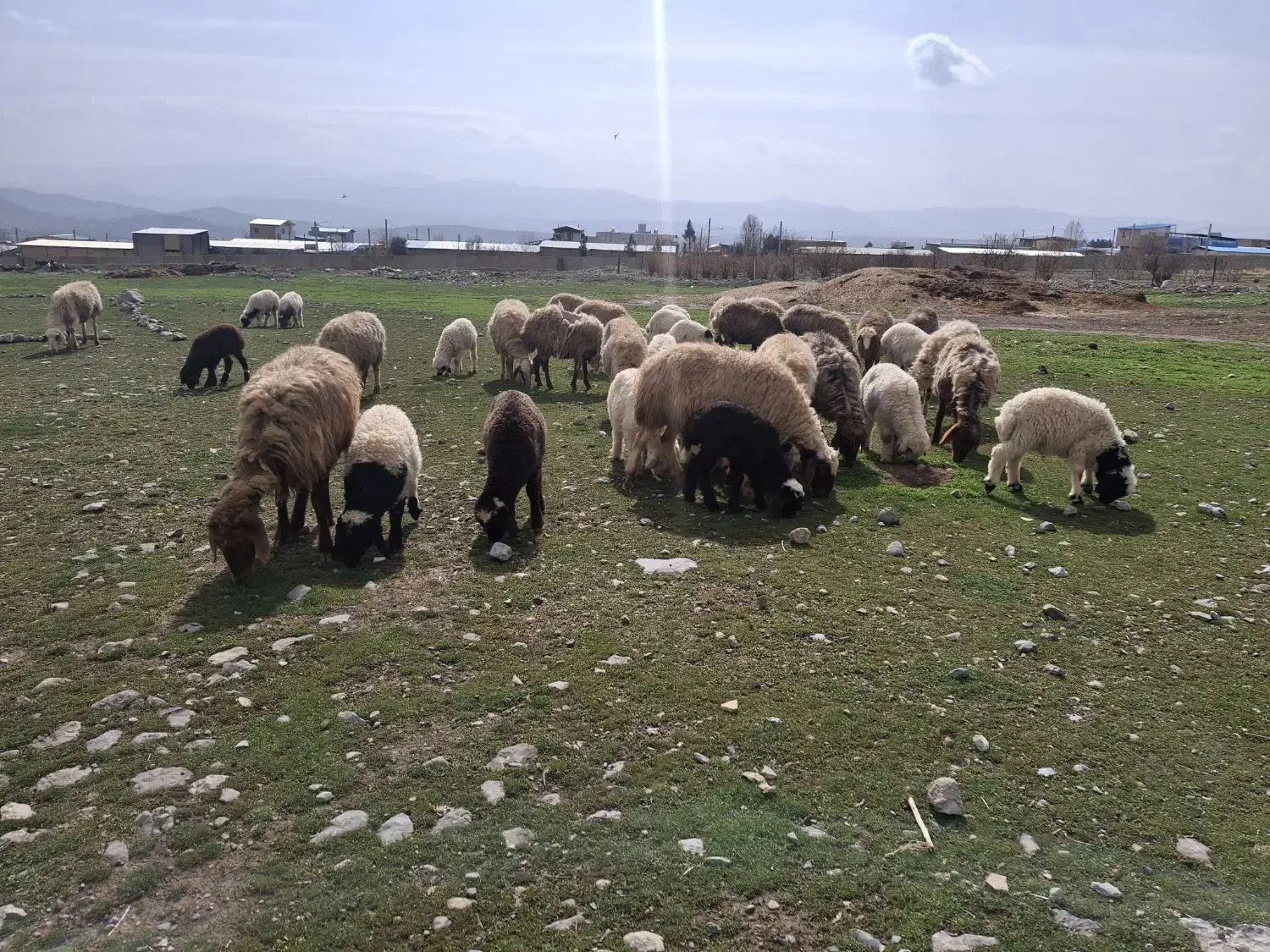 میش وبره|حیوانات مزرعه|چگنی, |دیوار