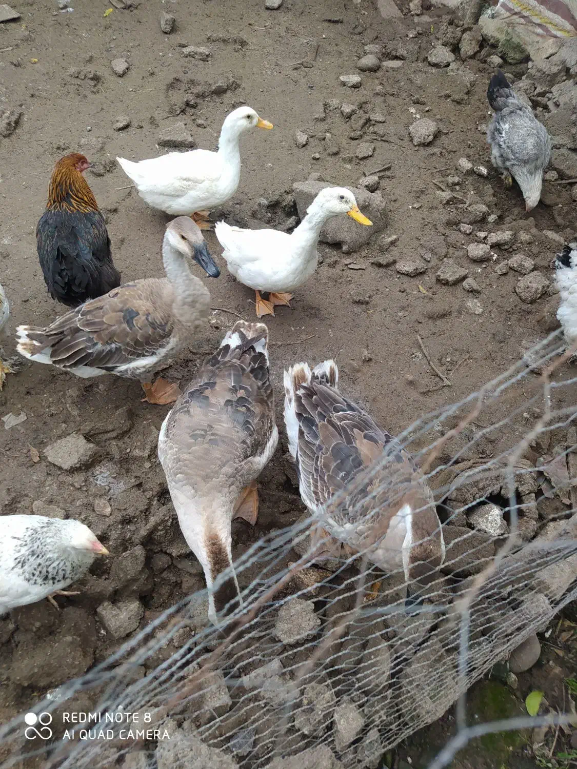 فروش ۳عدد غاز ۶ماهه|حیوانات مزرعه|ساری, |دیوار