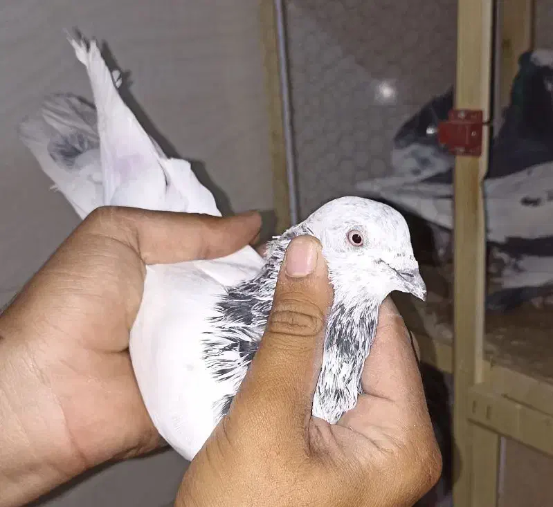 کاشانی پرشی|پرنده|مسجد سلیمان, |دیوار