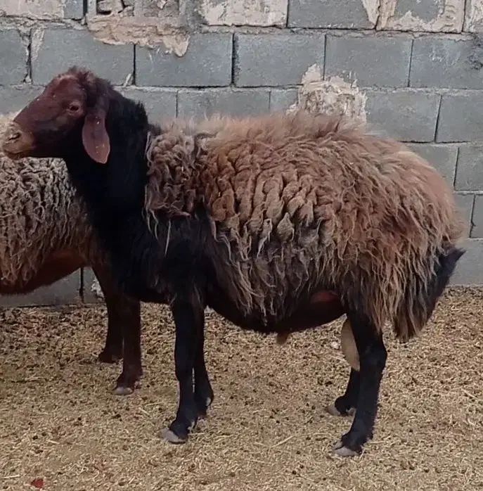 قوچ افشاری .کربال.|حیوانات مزرعه|کربال, |دیوار