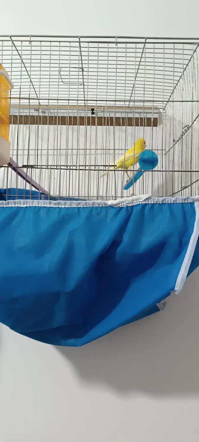 قناری نر شلاقی|پرنده|برخوار, |دیوار