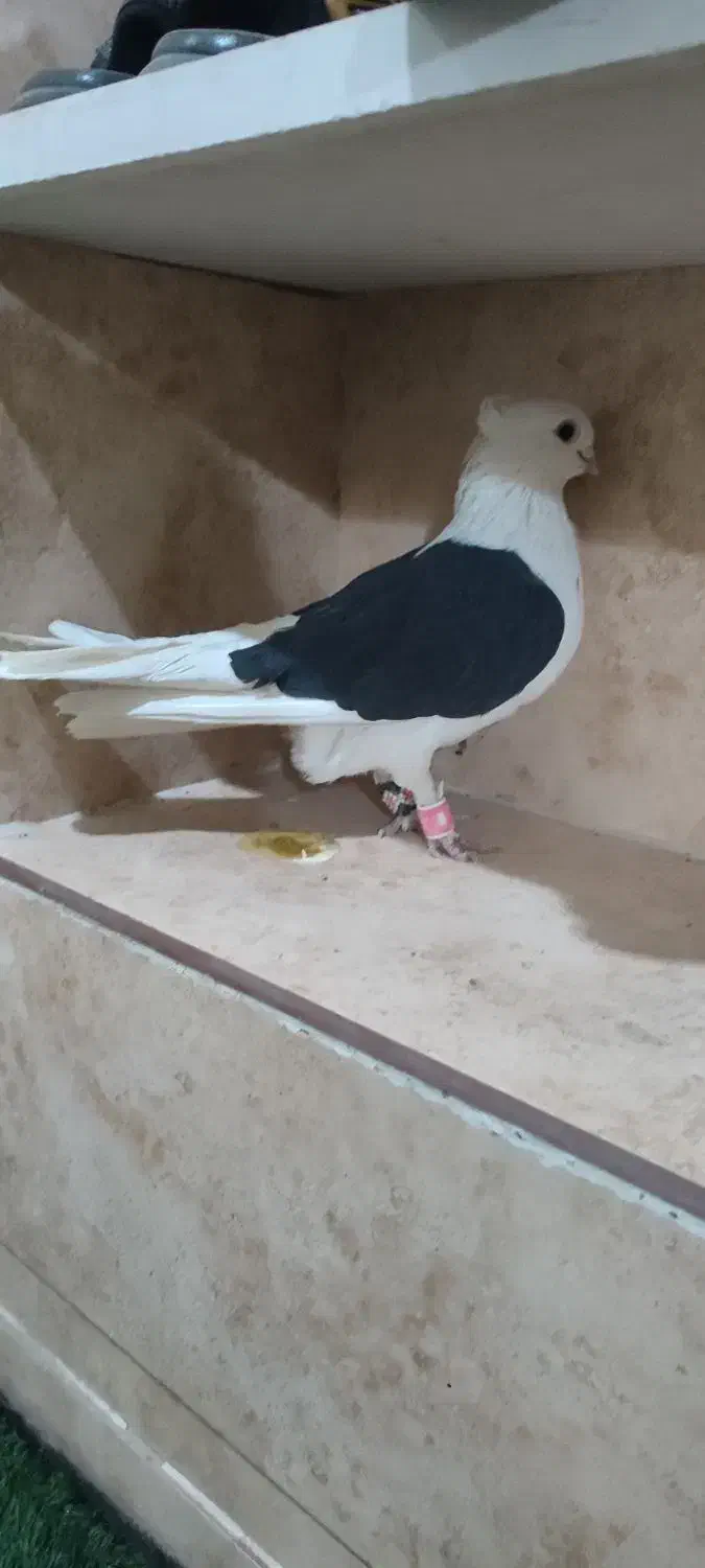 کفتر کل سفید ،کربلایی،پشتدار،پاکستانی،سرور معاوضه|پرنده|قنوات, |دیوار