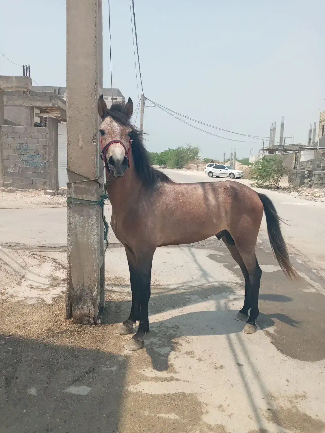 اسب|اسب و تجهیزات اسبسواری|بندر کنگان, |دیوار