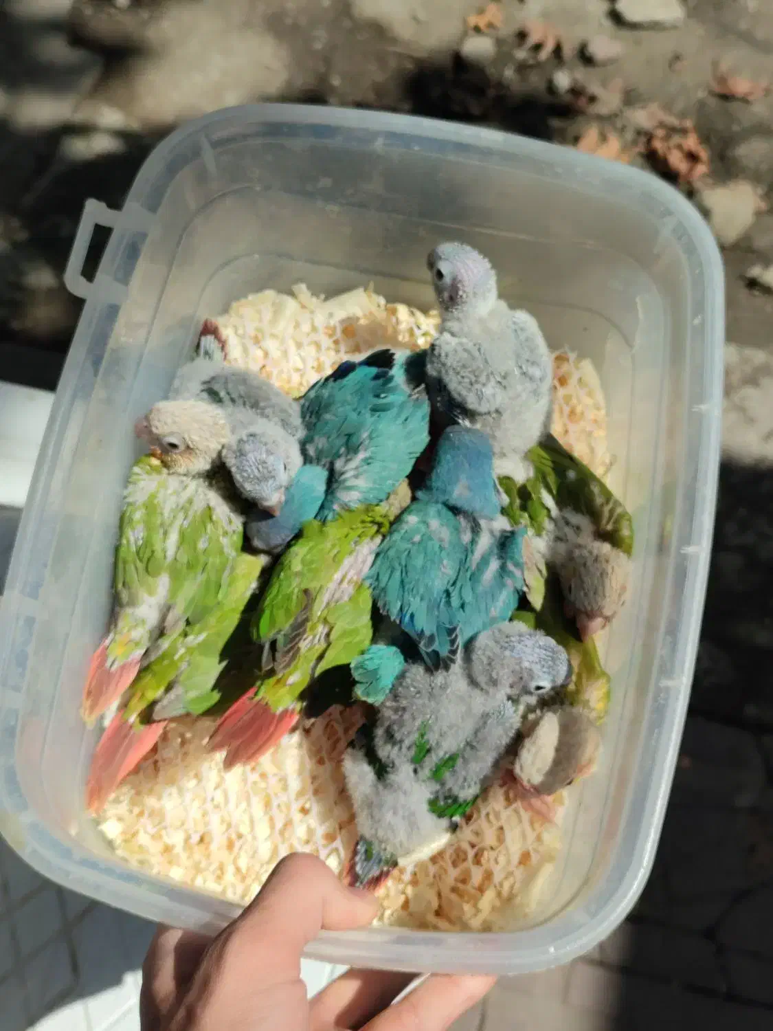 جوجه راهب،گرینچیک آناناسی دبل رد،یلوساید دبل رد|پرنده|رشت, گلسار|دیوار