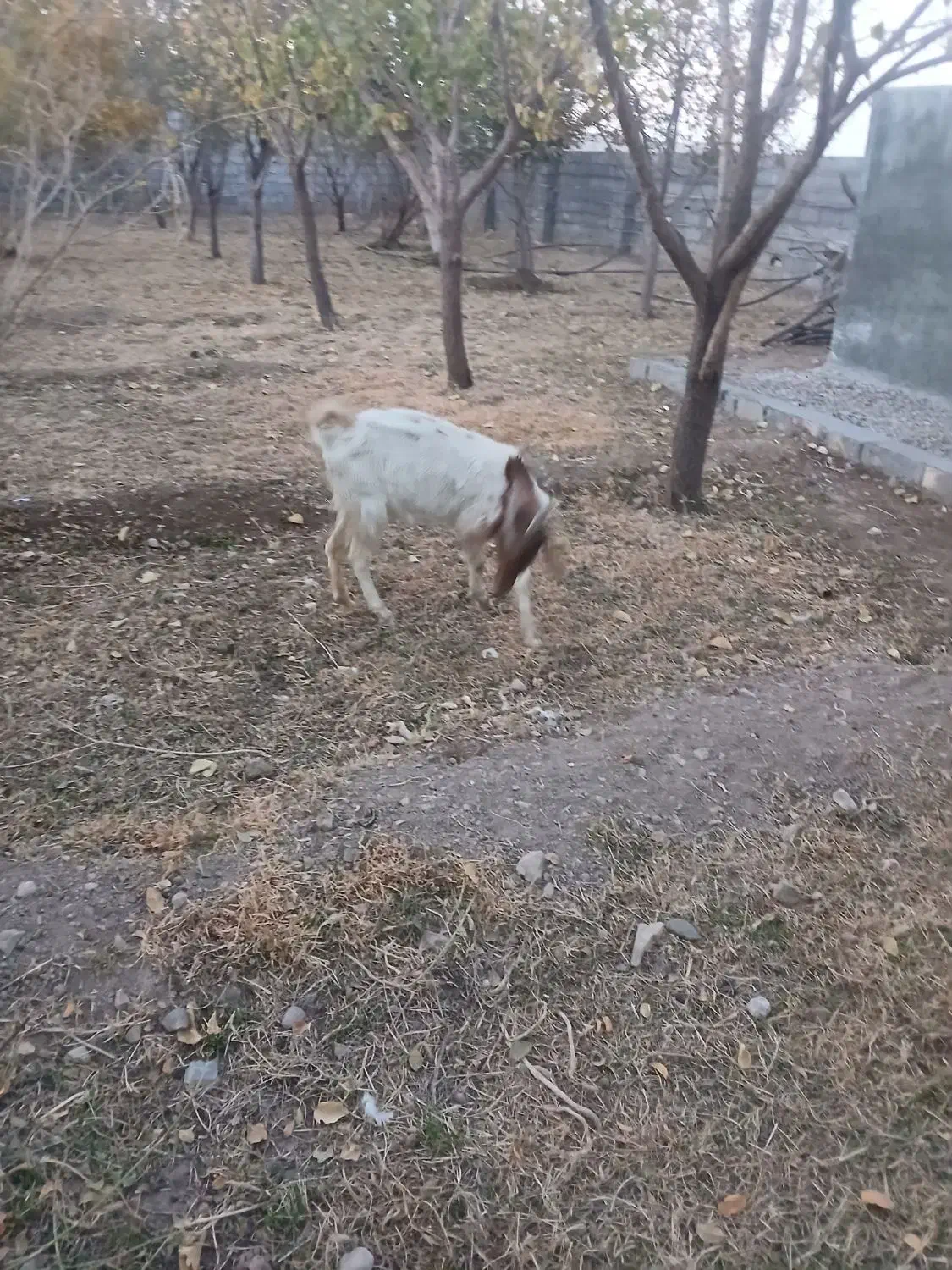 بز دورگ|حیوانات مزرعه|کهک, |دیوار