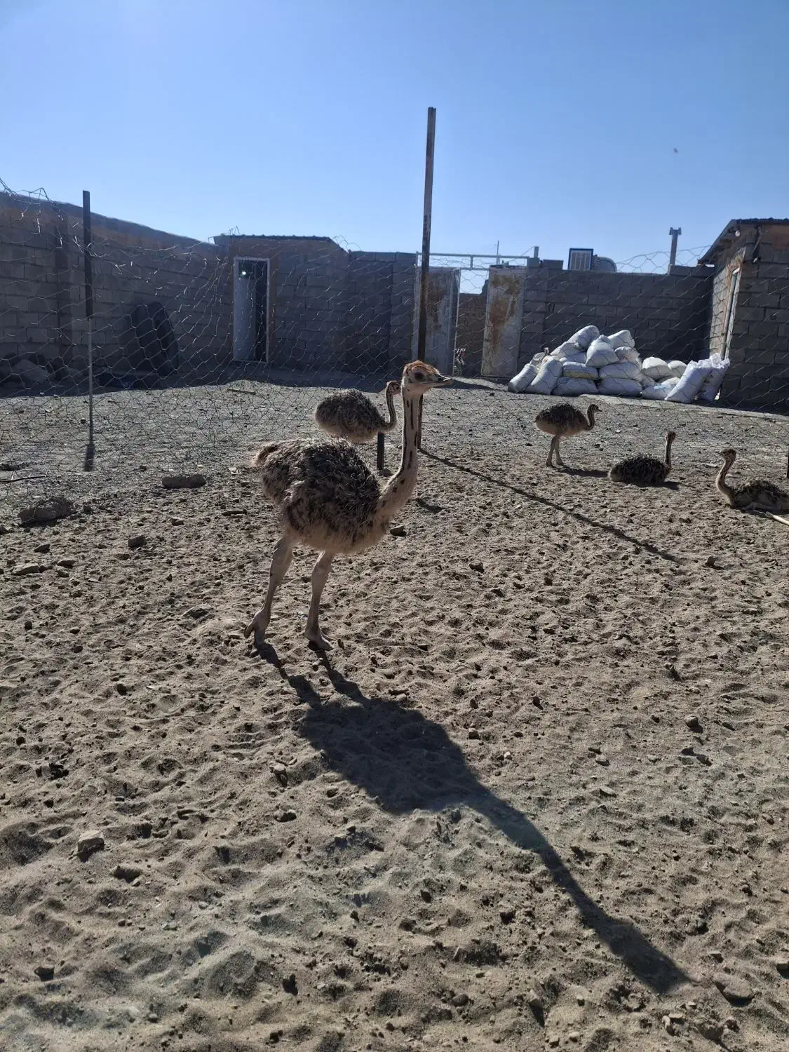 جوجه شتر مرغ|حیوانات مزرعه|سبزوار, قصبه غربی|دیوار