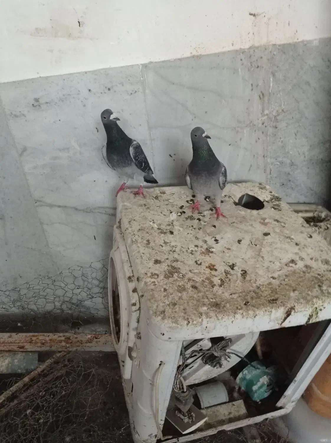 کبوتر|پرنده|سربیشه, |دیوار